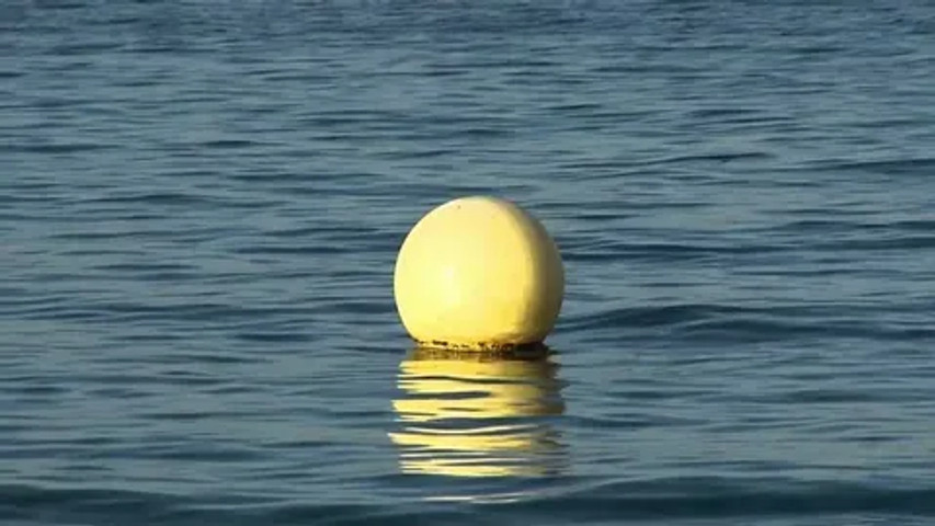 Fetch the ball..