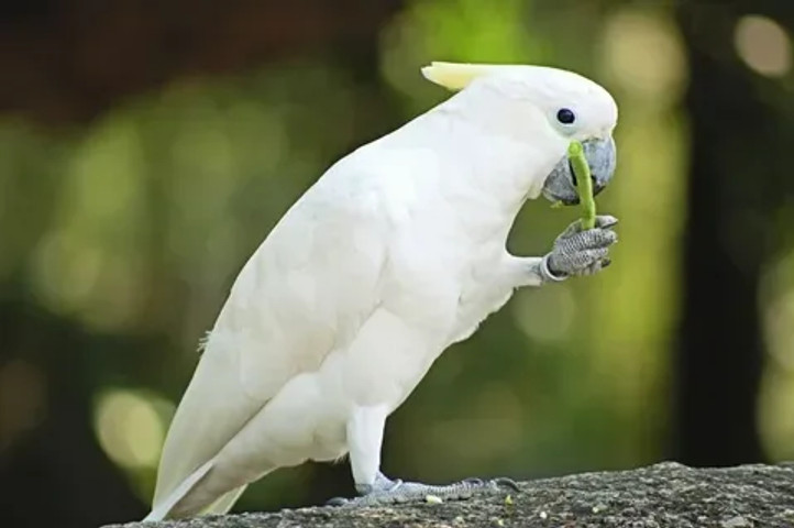 Got Good Manners!