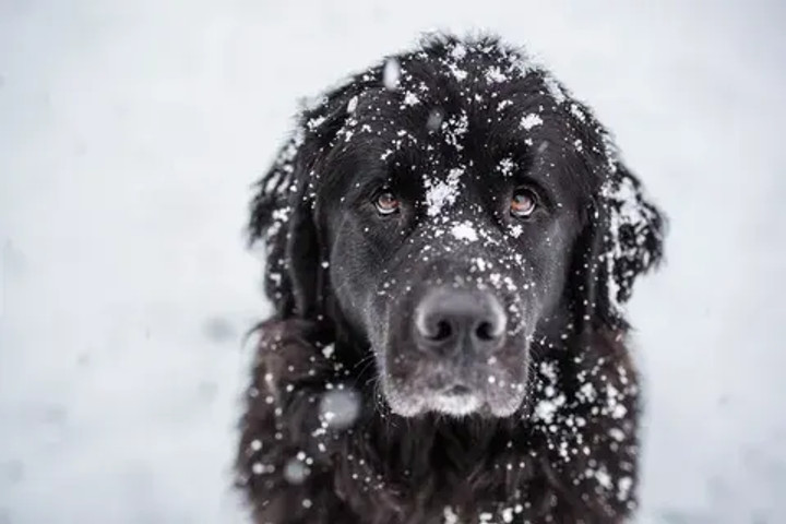 Snow white