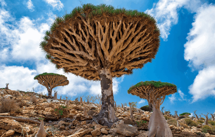 PLACES YOU WONT BELIEVE EXIST: Socotra Island, Yemen