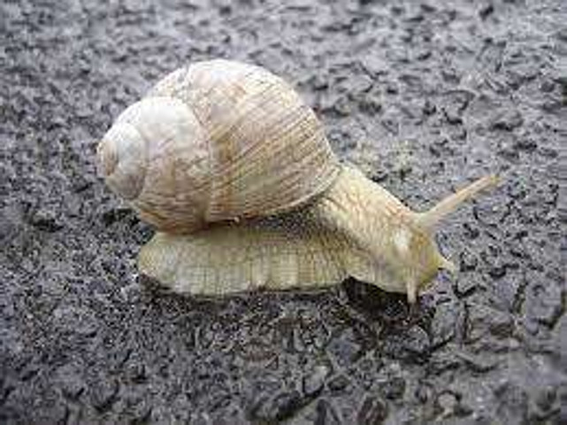 Shell snail