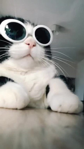 Funky kitty
