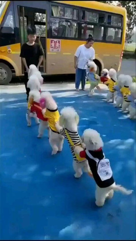 Dogs going to school