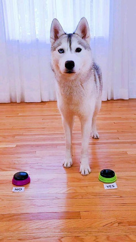 Dog answer fan question by using call button