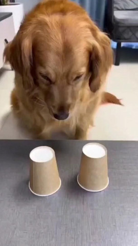 Who said dogs are not smart