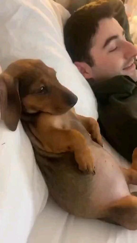 Adorable companion