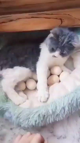 Cat think they are her own babies