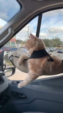 Great idea to take cat during travel