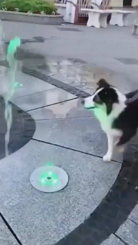 Dog were not expecting that