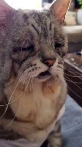 23year old cat