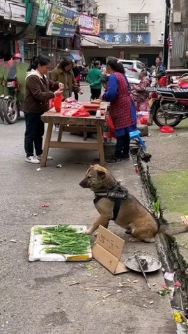 It sell awesome dog