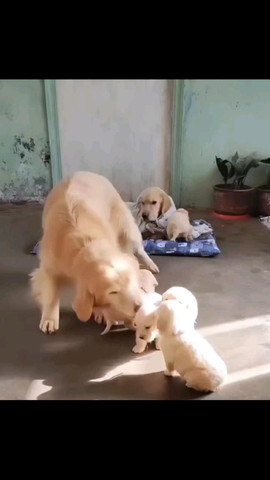 Golden retrieving his puppies
