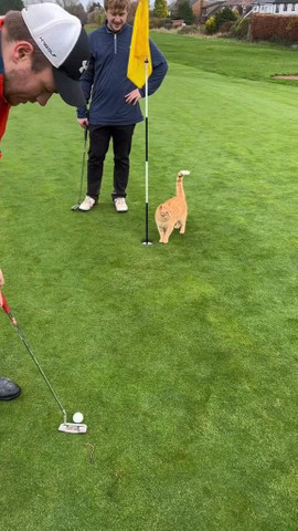Cat in golf course