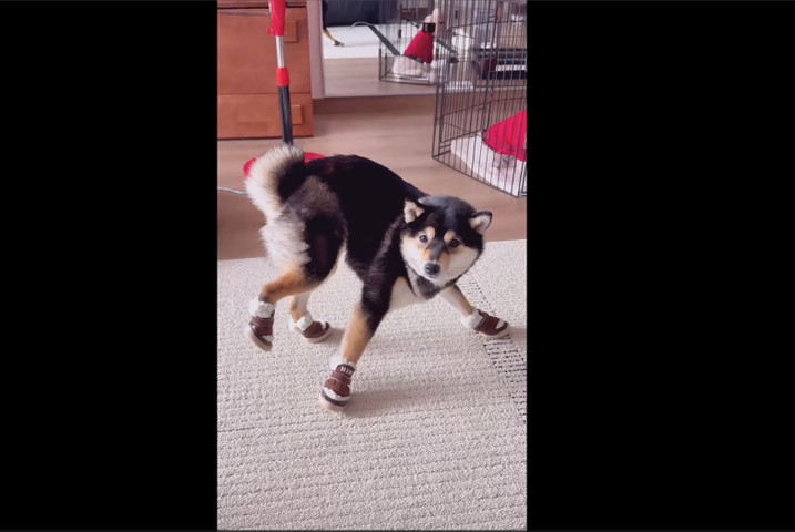 Dog can