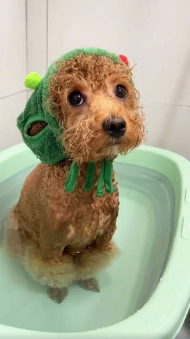 This cute dog love bath