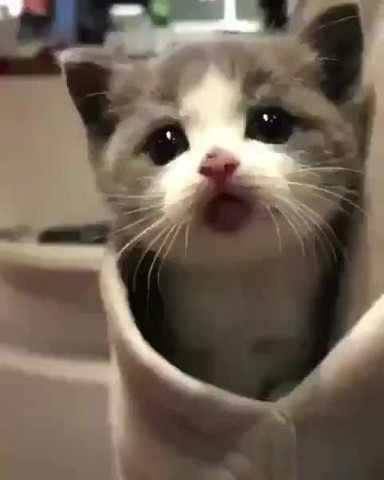 Pocket kitten