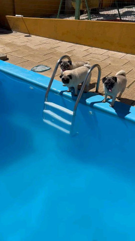 Swim swim