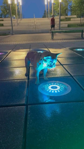 Adorable dog