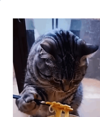 Cat love instant noodles