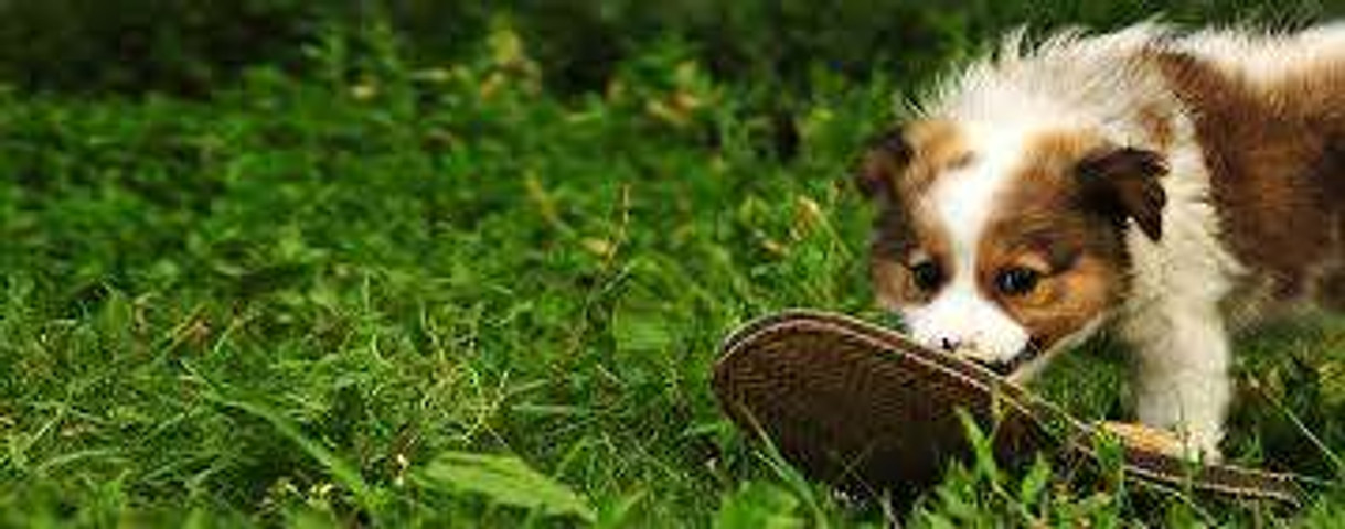 Slippers needs security
