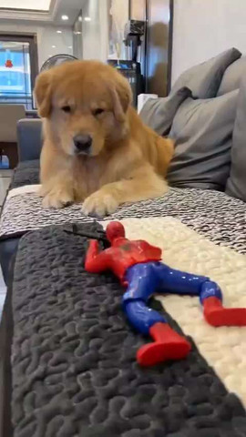 Dog get scared