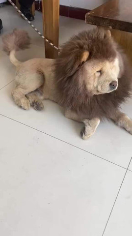 is he lion