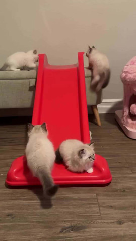 Kittens play time