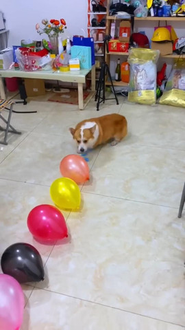Dog balloon challenge