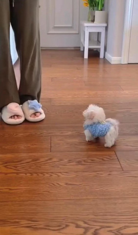 Tiny Pomeranian