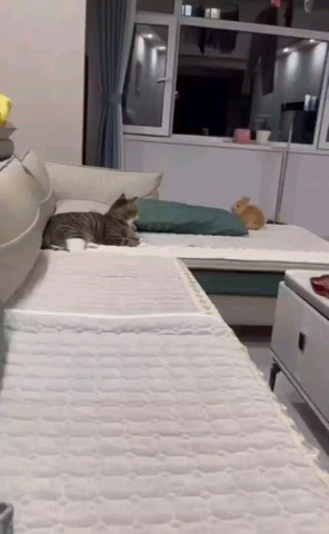 Rabbit vs cat