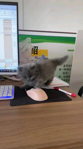 Dangerous cat