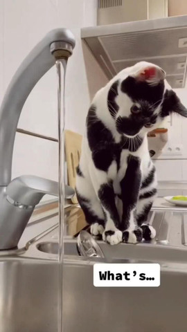 Cow cat