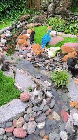 Beautiful cats