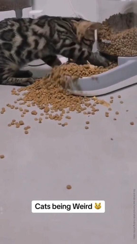 Weird cat