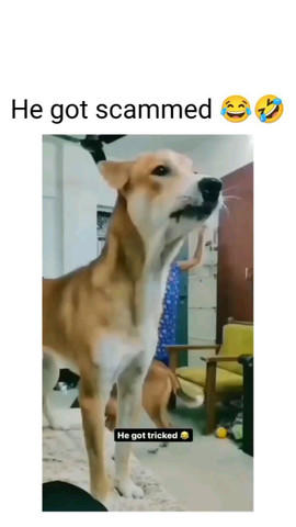 He got scammed