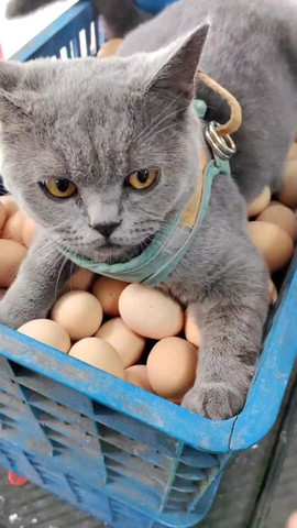 Aggressive cat