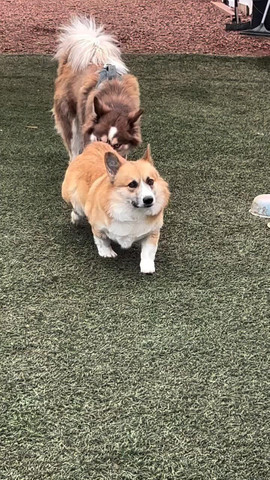 You look so furry