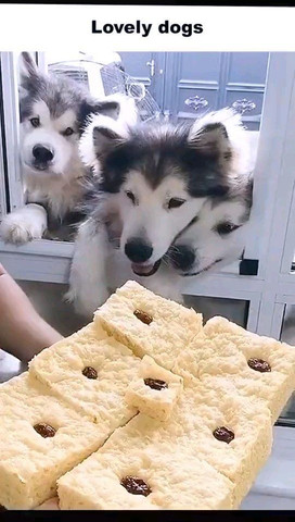 Lovely dogs