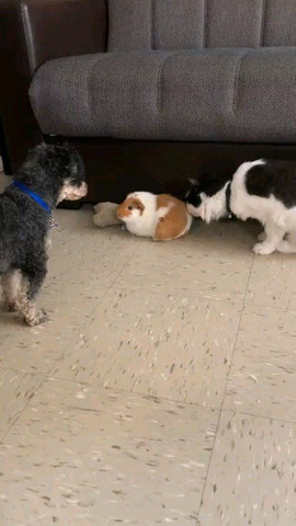 Cat vs dog