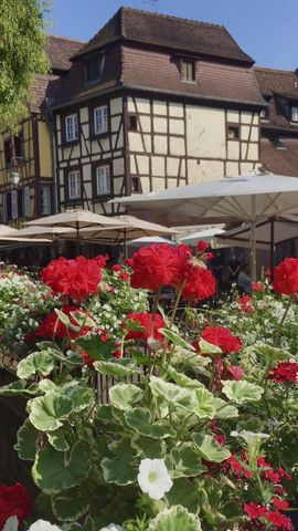 Colmar