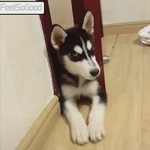 Husky sound