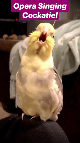 Opera singing