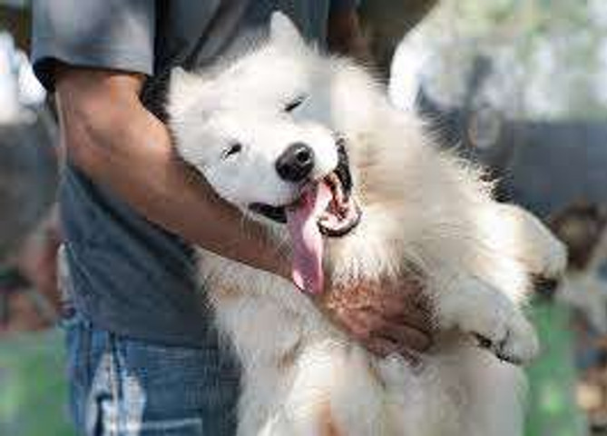 Best companion