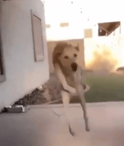 Excited dog