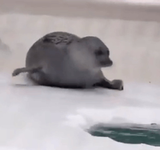 Seals fight