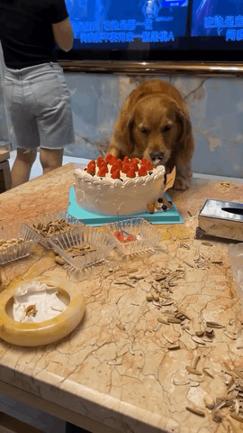 You guys enjoy until i will eat