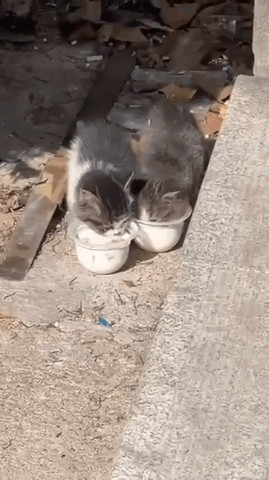 very hungry cat