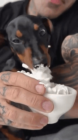 dog eating cream