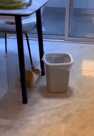 rabbit jumping