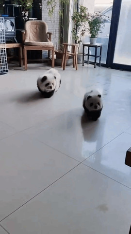 Pup look like panda